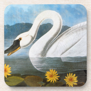 Porta-copo Audubon: Cisne comum