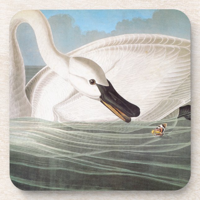 Porta-copo Audubon: Cisne de trompetista (Frente)
