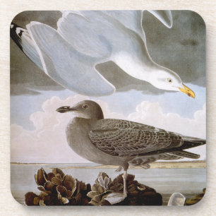 Porta-copo Audubon: Gaivota de arenques