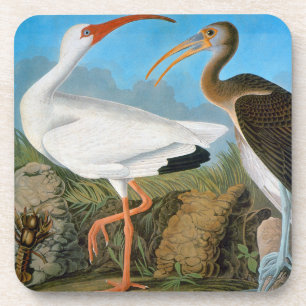 Porta-copo Audubon: Íbis brancos