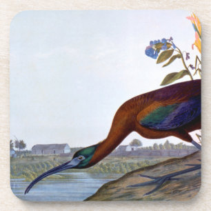 Porta-copo Audubon: Íbis lustrosos