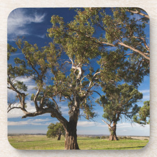 Porta-copo Austrália, Barossa Valley, Mount Pleasant