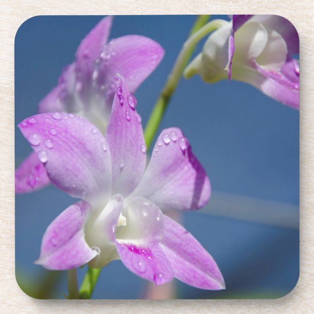 Porta-copo Austrália, Território Norte, Darwin (Frente)