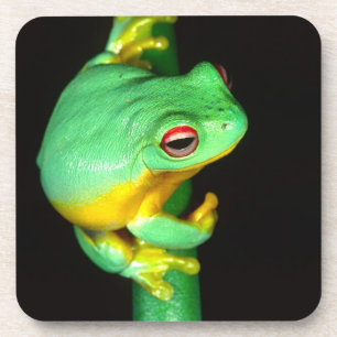 Porta-copo Australian Red Eye Treefrog, Litoria chloris,
