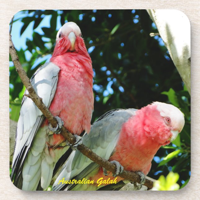 Porta-copo Australiano Galah - Cockatoo róseo (Frente)