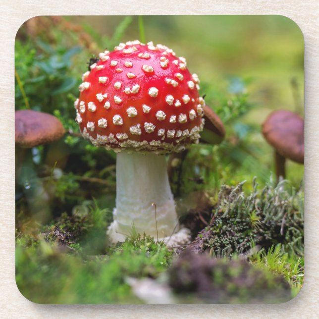 Porta-copo Autumn Beauty (Frente)