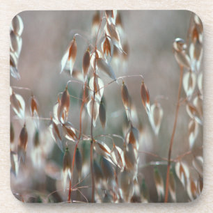 Porta-copo Aveia Madura (Avena Sativa) Close Up. Ceres, Bolan