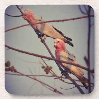 Porta-copo Aves Galah na árvore2
