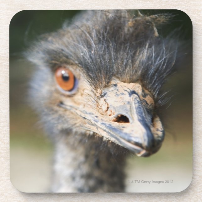 Porta-copo Avestruz (Frente)