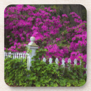 Porta-copo Azáleas no primavera da Ilha Histórica da Esperanç