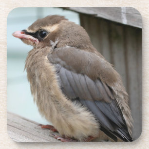 Porta-copo Baby Cedar Waxwing Bird Nature