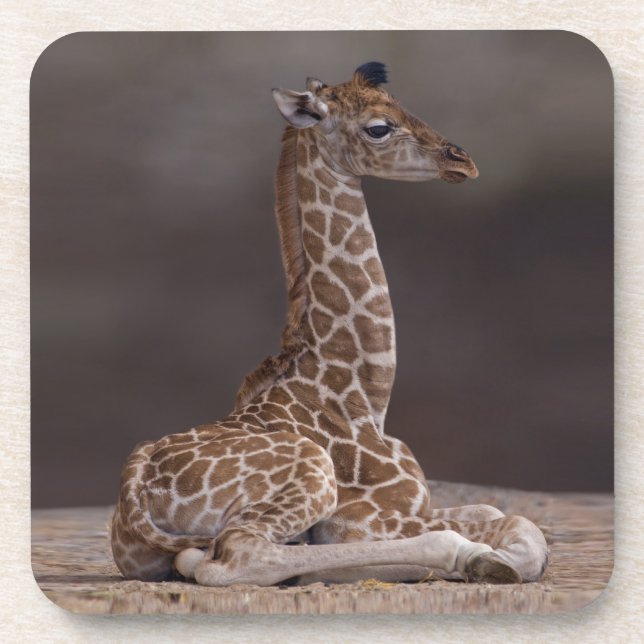Porta-copo Baby Giraffe Set de 6 Portas copos (Frente)