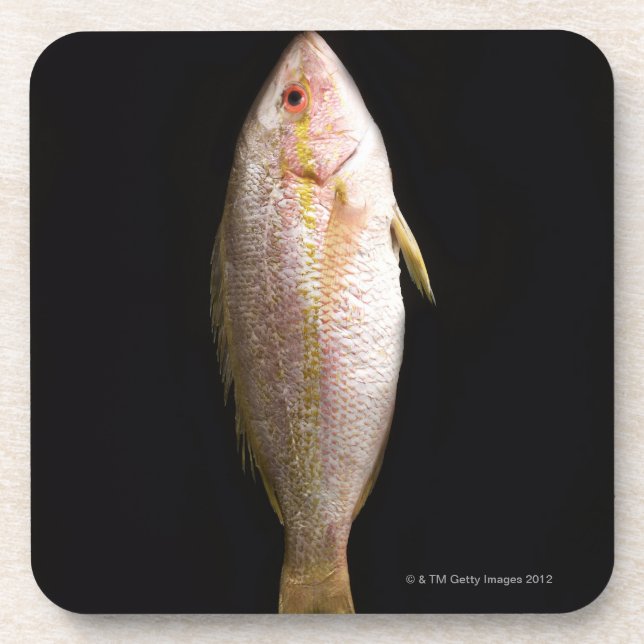 Porta-copo Badejo inteiro (Frente)