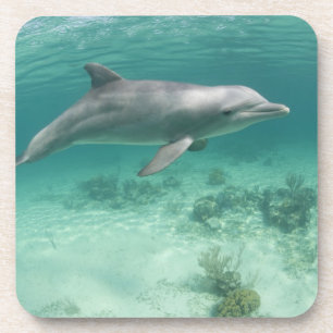 Porta-copo Bahamas, Ilha de Grand Bahama, Freeport, Cativo 6