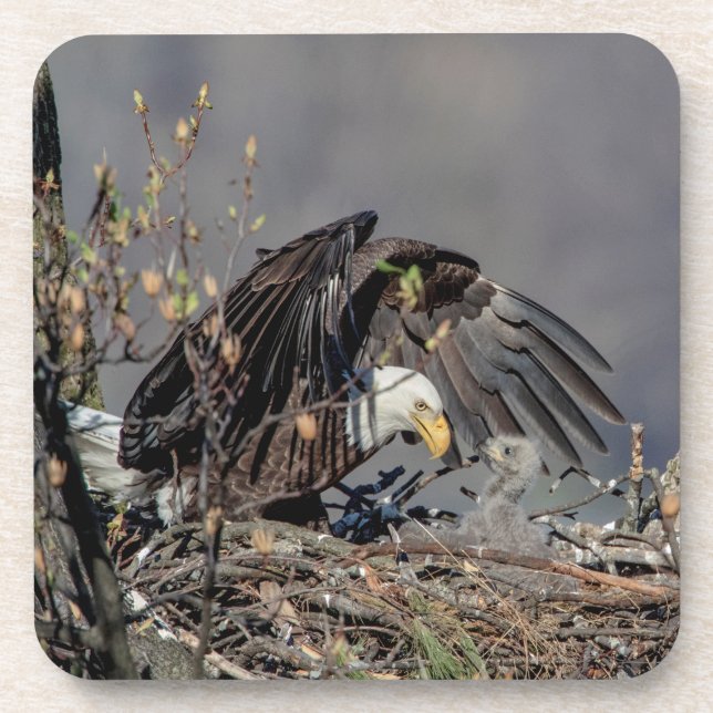 Porta-copo Bald Eagle com seu bebê (Frente)
