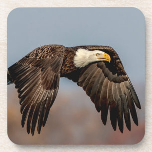 Porta-copo Bald Eagle em voo
