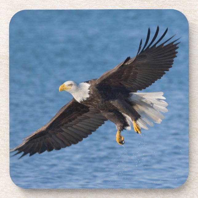 Porta-copo Bald eagle in flight (Frente)