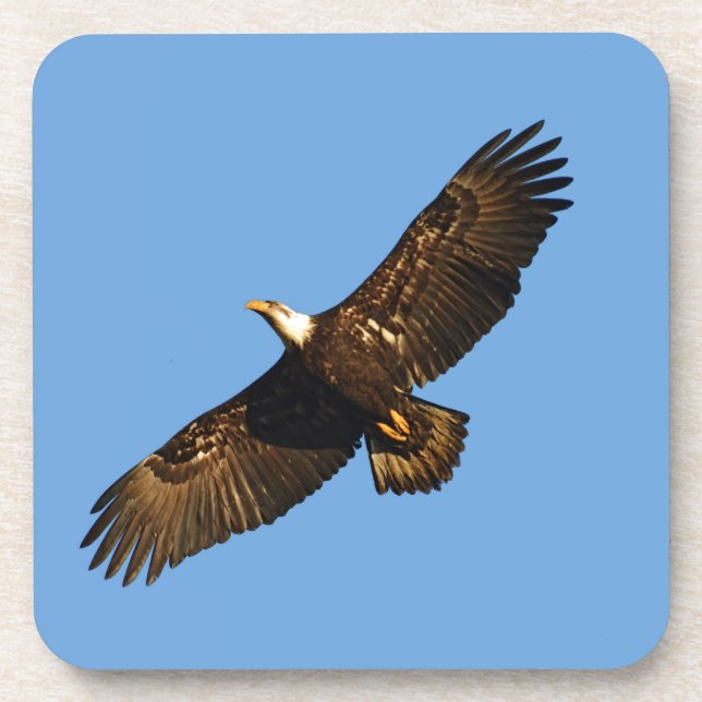 Porta-copo Bald Eagle Soaring 2 (Frente)