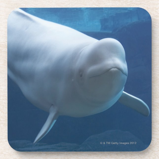 Porta-copo Baleia da beluga (leucas do Delphinapterus) (Frente)