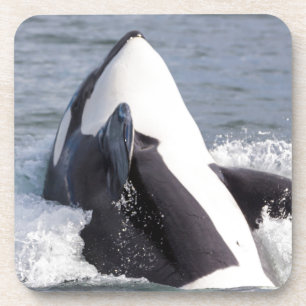 Porta-copo Baleia Orca saltando