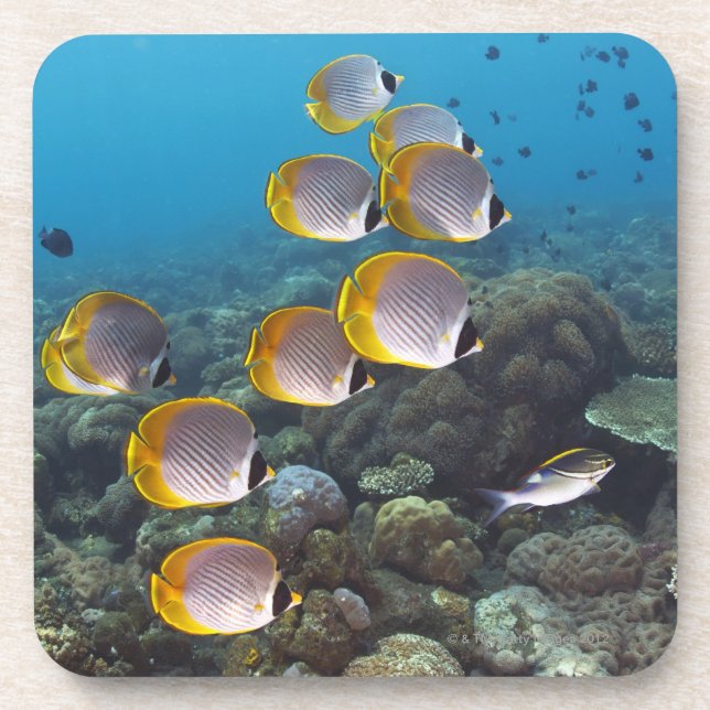 Porta-copo Bali, Indonésia (Frente)