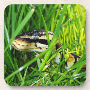 Porta-copo Ball Python Cobra na grama