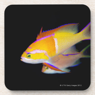 Porta-copo Bar branco Anthias