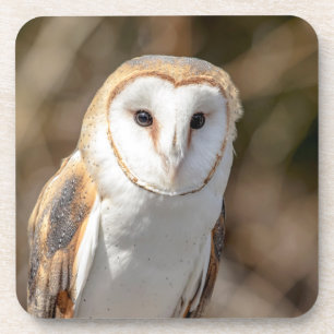 Porta-copo Barn Owl