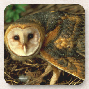 Porta-copo Barn Owl