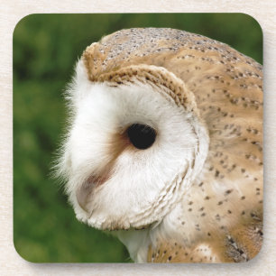 PORTA-COPO BARN OWL
