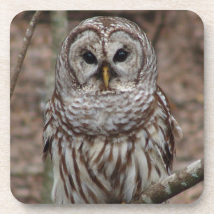 Porta-copo Barred Owl
