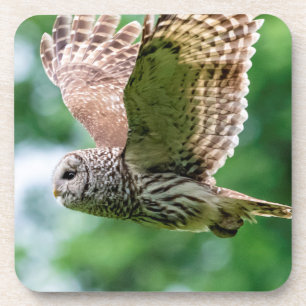 Porta-copo Barred Owl em voo