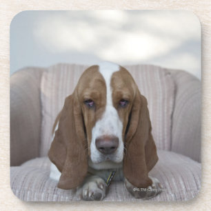 Porta-copo Basset Hound
