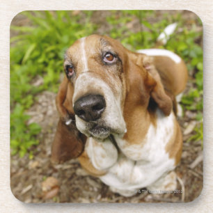 Porta-copo Basset Hound 2