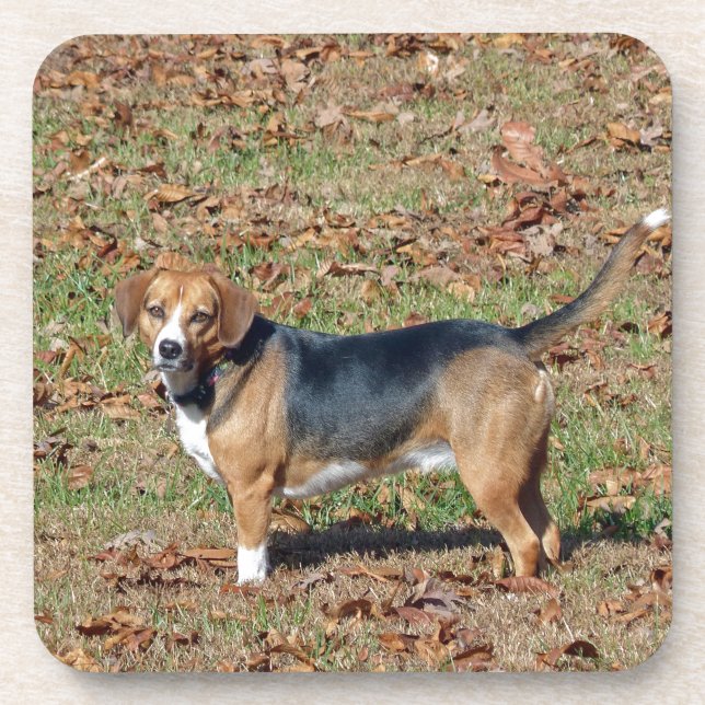 Porta-copo Beagle (Frente)