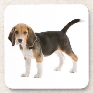 Porta-copo Beagle Bonito Mãe Cão Cão Cachorro Pai Cachorro