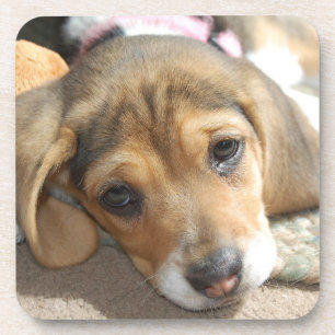 Porta-copo Beagle Puppy Portas copos