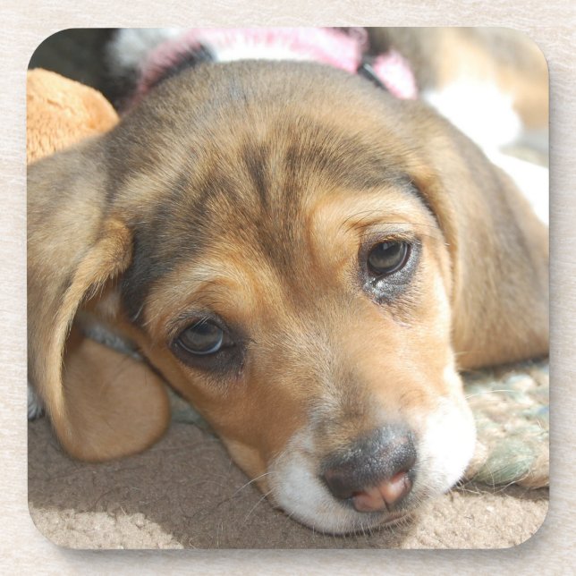 Porta-copo Beagle Puppy Portas copos (Frente)