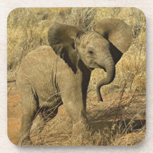 Porta-copo Bebê Elefante Africano, Loxodonta Africana,