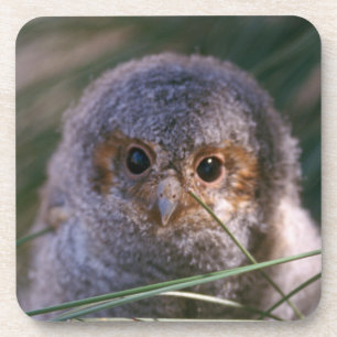 Porta-copo Bebê Flammulado Coruja