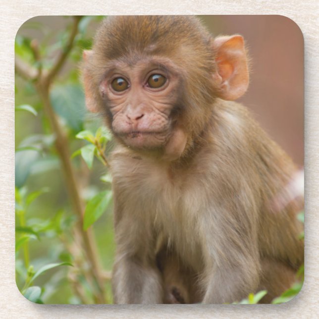 Porta-copo Bebê Macaco Rhesus, Templo do Macaco, Jaipur (Frente)
