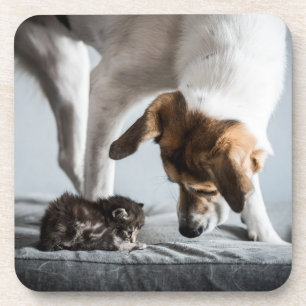 Porta-copo Bebês Mais Pobres Bebê Kitten e Cachorro