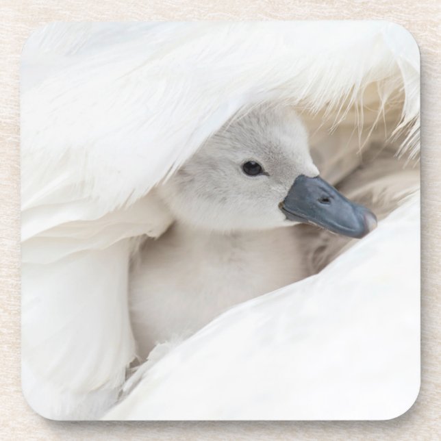 Porta-copo Bebês Mais Pobres | Bebê-Mute Swan (Frente)