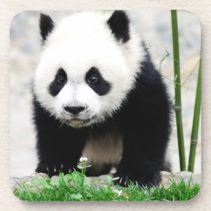 Porta-copo Bebês Mais Pobres Bebê-Panda
