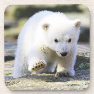 Porta-copo Bebês Mais Pobres Bebê-Urso Polar
