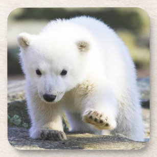 Porta-copo Bebês Mais Pobres   Bebê-Urso Polar