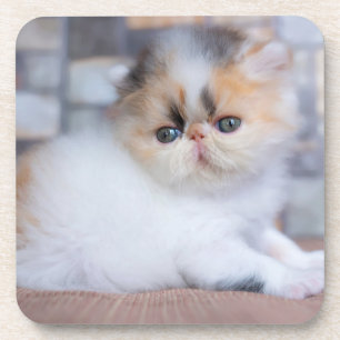 Porta-copo Bebês Mais Pobres Calico Pérsico Kitten