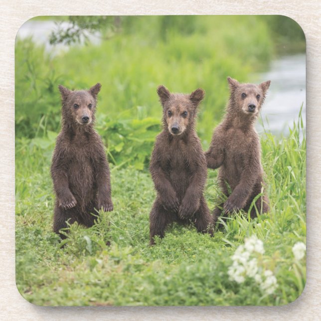 Porta-copo Bebês Mais Pobres | Camchatka Brown Bear Cubs (Frente)