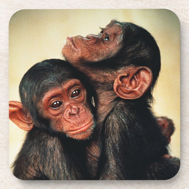 Porta-copo Bebês Mais Pobres | Chimpanzé Hug (Frente)