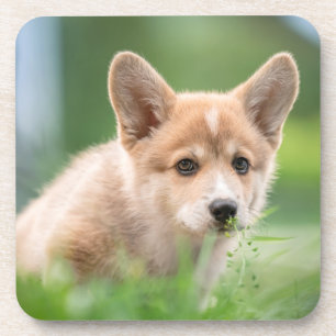 Porta-copo Bebês Mais Pobres Corgi Puppy no Yard